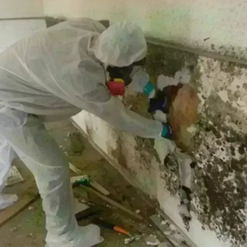 Mold Remediation and Removal in Nitro, WV